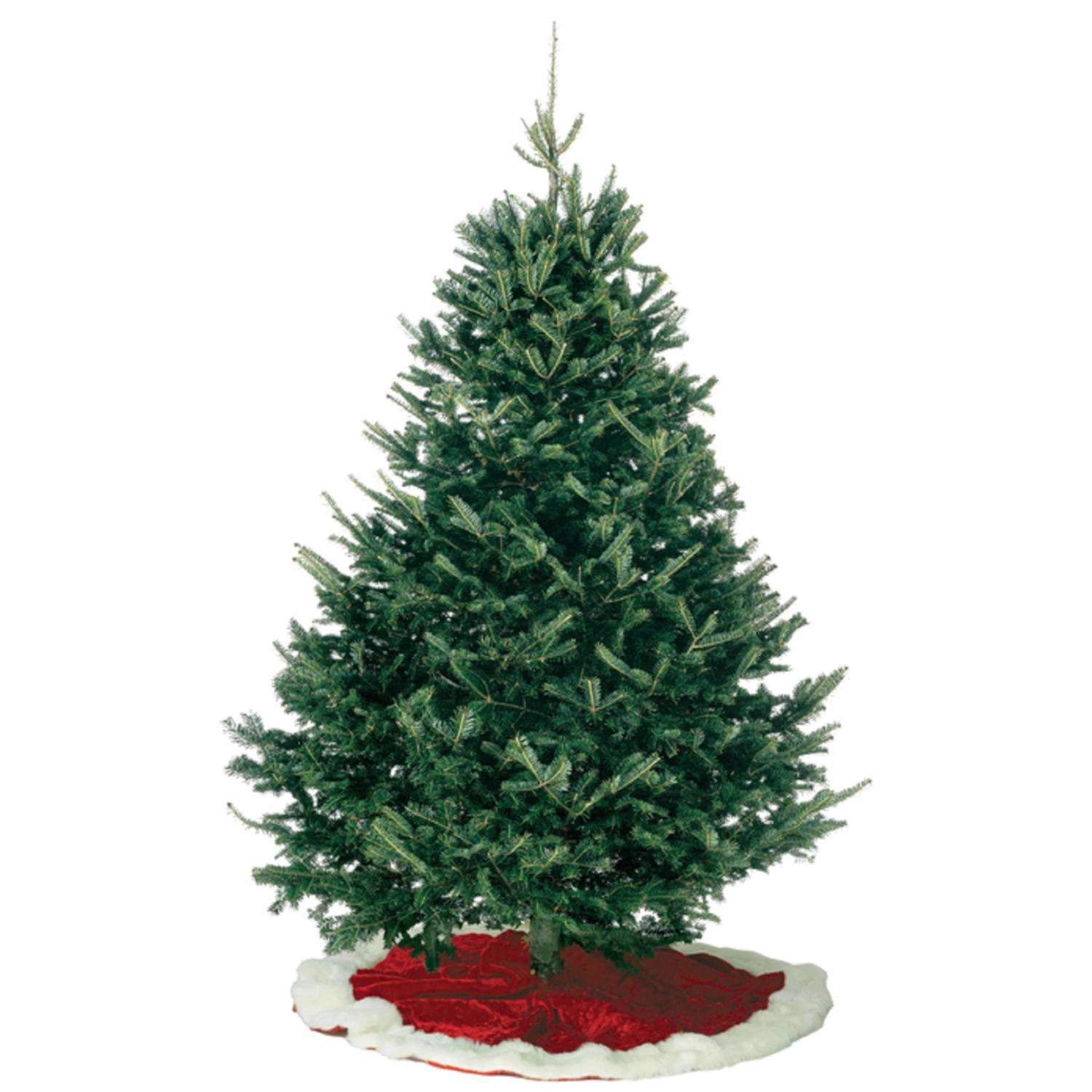 Kirk 7 Ft. Full Balsam Fir Christmas Tree 3 Kirk 7 Ft. Full Balsam Fir Christmas Tree